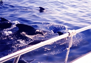  Navegar con delfines 